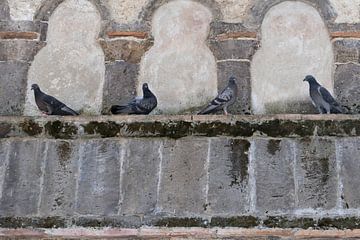 Duiven op een oude muur in Ravello aan de Amalfikust