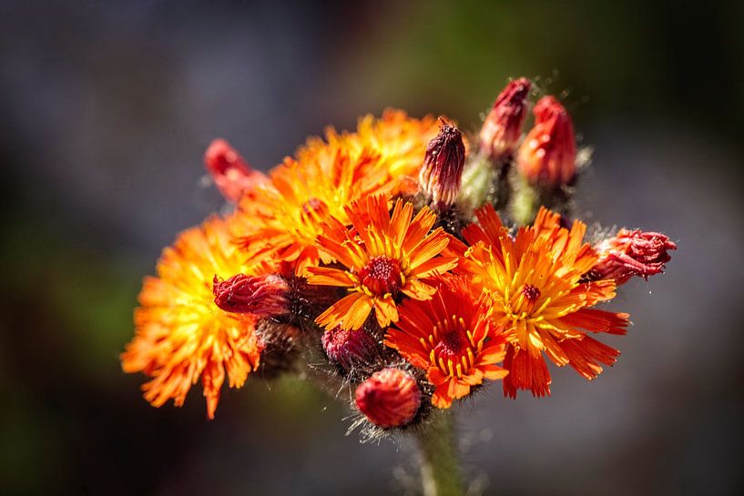 Hawkweed by Rob Boon