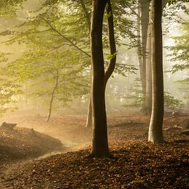 Goldene Stunde von Rob Willemsen photography