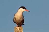 Common tern in dawn