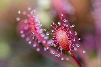 Kleurenpracht  van de zonnedauw.