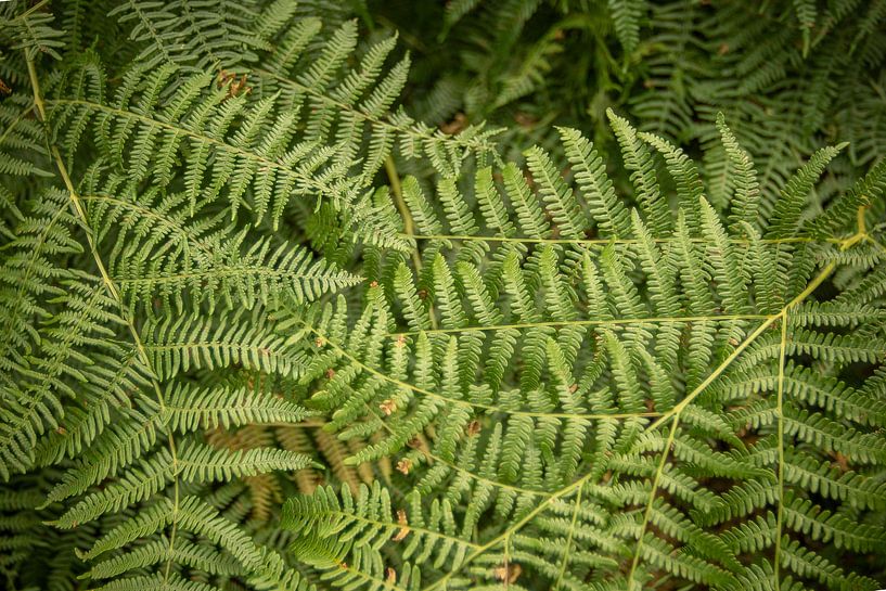 groene varen: bosrijke botanische muurkunst van M. B. fotografie