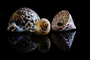 Shell collection 4 by Boudewijn Vermeulen