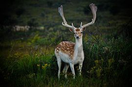 A sturdy deer in nature by Arrienne Baaij
