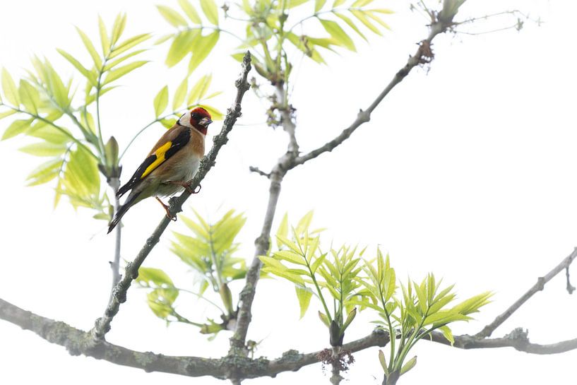 Chardonneret dans la verdure fraîche du printemps par Bert Molenaar