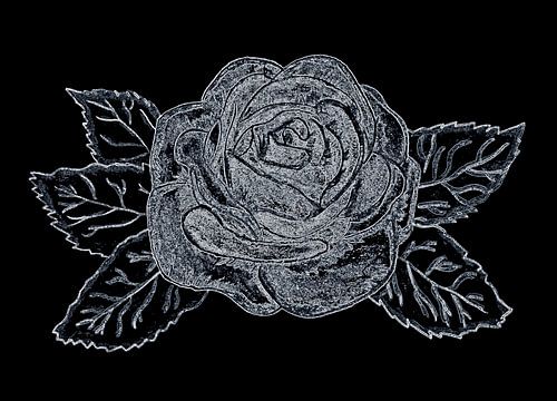 Rose ( drawing )