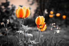 Stimmungsvolle Blumen von Dieter Stahl