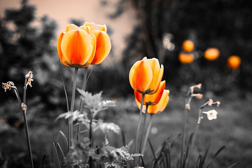 Atmospheric flowers by Dieter Stahl