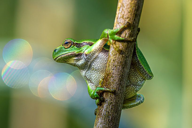 Tree frog by Michael Brand