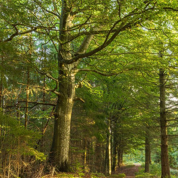 Trees (Sletten Vikings Camp Grounds) - Ry (Denmark) by Marcel Kerdijk