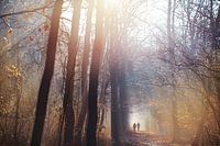Winterwandeling in het bos