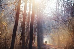 Winter walk in the forest