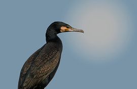 Kormoran vor blauem Himmel und einer unscharfen Lichtreflexion im Hintergrund von Mark Koolen