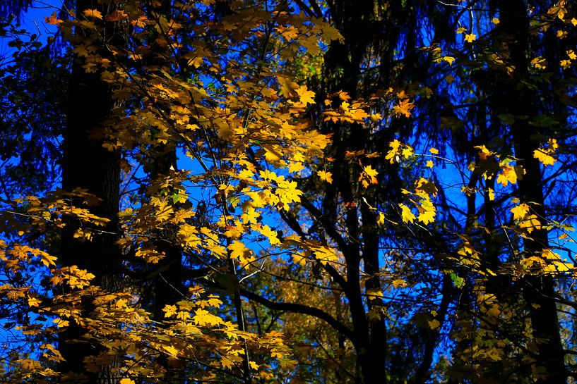 Maple by Thomas Jäger