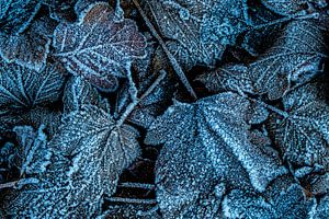 Feuilles avec des cristaux de glace sur Dieter Walther