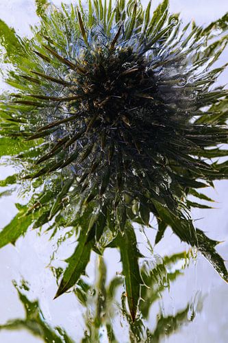 Distel in Eis 3 von Marc Heiligenstein