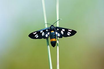 Papillon Phegea au repos sur Ivonne Fuhren-van de Kerkhof