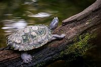 Tortues sur un tronc dans une rivière