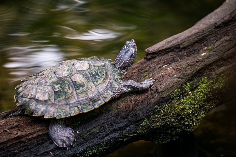 Tortues sur un tronc dans une rivière par Dennis Venema