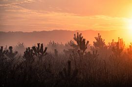 Planken Wambuis part 118