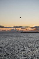 Möwe bei Sonnenuntergang