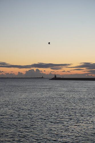 Meeuw bij zonsondergang