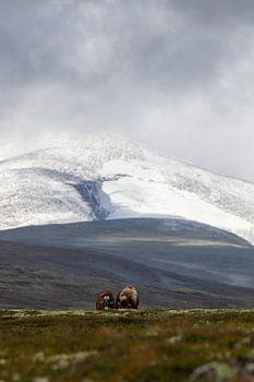 2 Muskus ossen poseren samen voor Snøhetta in Noorwegen.