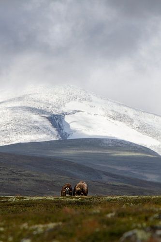 2 Musk oxen pose together for Snøhetta in Norway.
