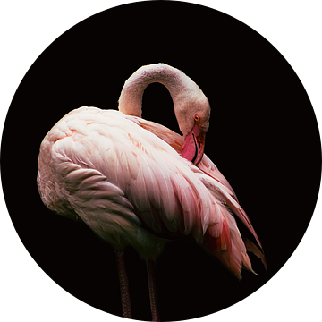 Flamingo van Stephanie Kweldam-Beugelink