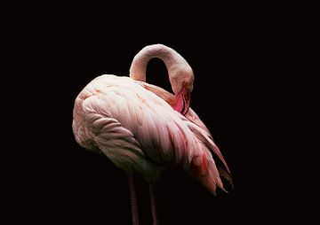 Flamingo von Stephanie Kweldam-Beugelink