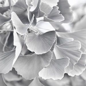 Ginkgo von Violetta Honkisz