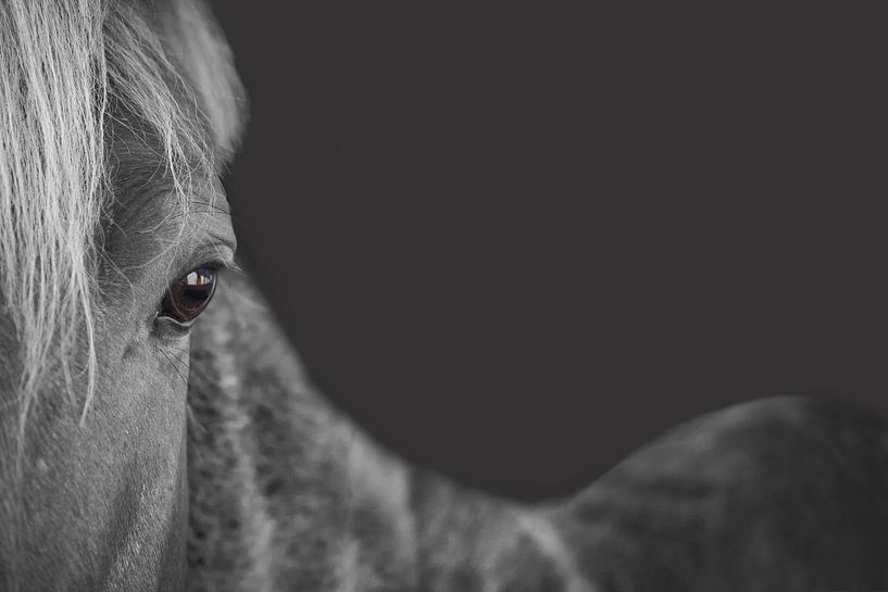 Minimalist Photography of a Grey Horse: Focus on Expressive Eye by Elianne van Turennout