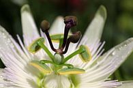 Macro van een Passiflora caerulea Passiebloem van W J Kok thumbnail