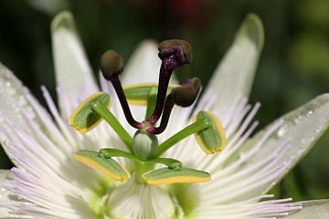 Makro einer Passiflora caerulea Passionsblume von W J Kok