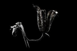 Seed box with backlight.