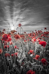 Beautiful sunset in a poppy field | colorkey