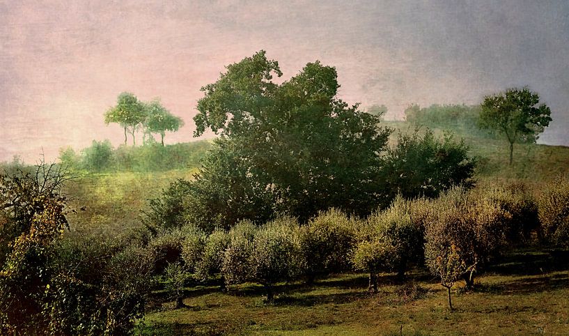THE OLIVE GROVE OLIVE TREES by ASTR