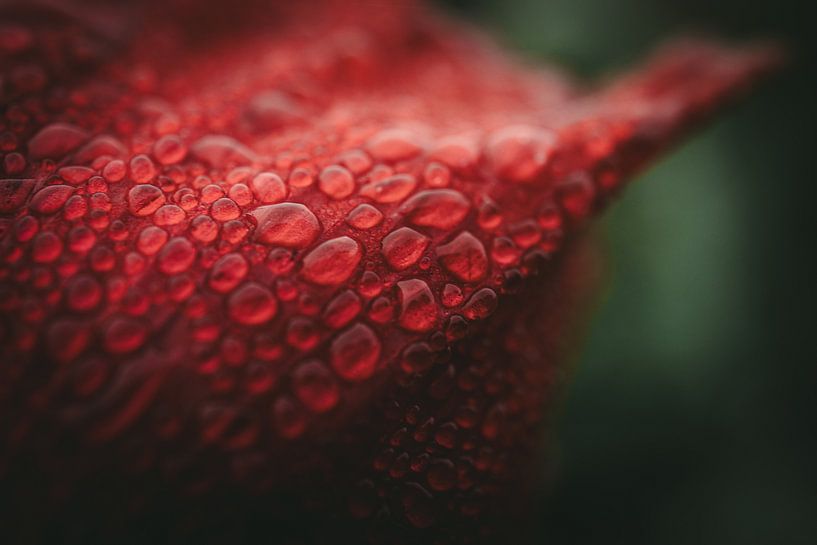 Dewdrops on poppy by Jan