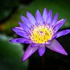 Bloem van paarse waterlelie tegen donkere achtergrond van Wijnand Loven