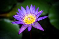 Bloem van paarse waterlelie tegen donkere achtergrond van Wijnand Loven thumbnail