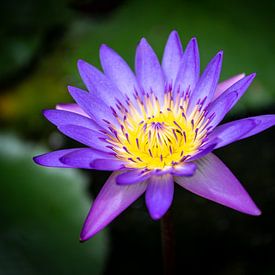 Flower of purple water lily against dark background by Wijnand Loven