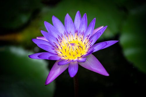 Fleur de nénuphar violet sur fond sombre sur Wijnand Loven