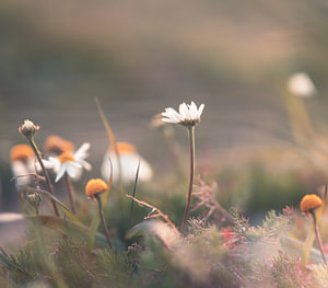 Blumen Teil 109