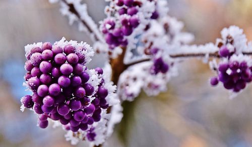 Purple beauty fruit with ripeness