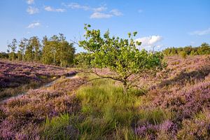 Baum zwischen den Mooren