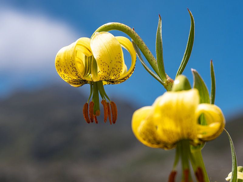 Lily in the Pyrenees by Martijn Joosse