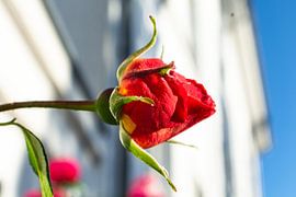 Rode hoogstamrozen bij het Circus in Putbus op het eiland Rügen van GH Foto & Artdesign