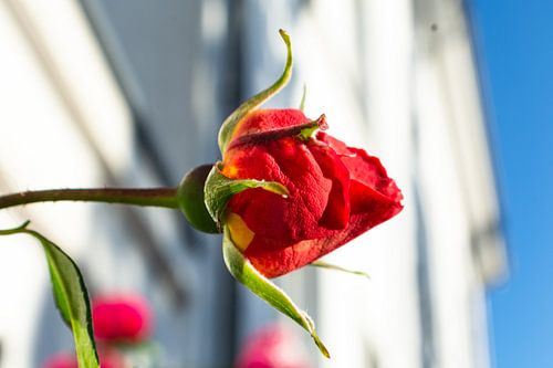 Rode hoogstamrozen bij het Circus in Putbus op het eiland Rügen