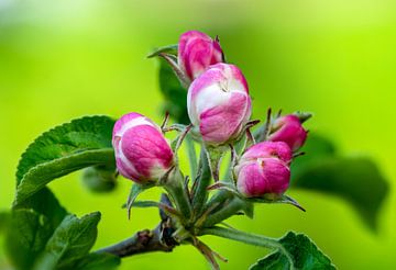 Pinke und Weiße Apfelblüten Hintergrund von Animaflora PicsStock