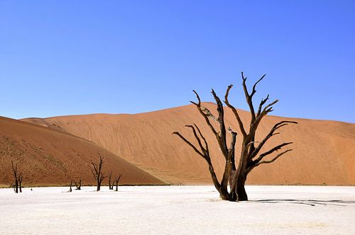 Dode bomen in de Deadvlei